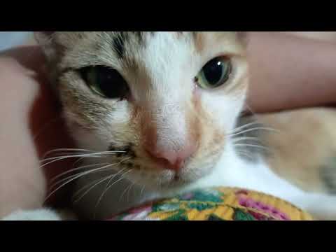 Pretty betchai 🐱