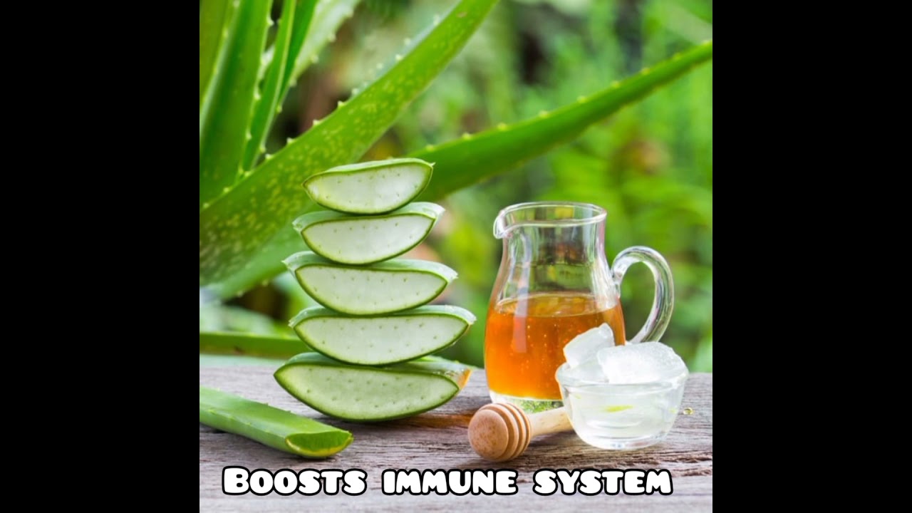 Benefits of aloe vera | aloe vera benefits