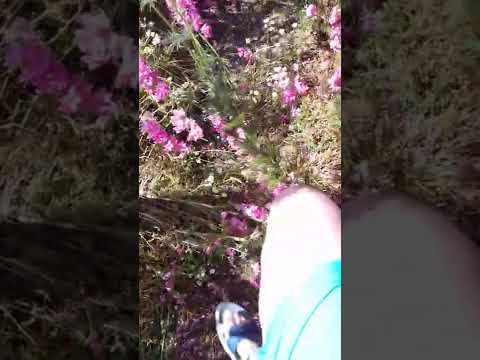 Walking in the flowers! The Confetti Flower Field on the Wyke Manor Estate