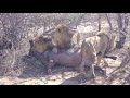 Game drive and AMAZING LIVE KILLING of a Buffalo by the 3 ‘LION DALTONS’ at Kapama, South Africa