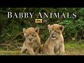 Baby Animals  - The cutest baby animals in the world  |  Animal Scope Relaxation Film 4K.