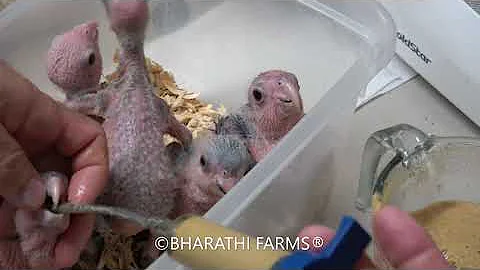 Hand Feed 300 Various Chicks, Learn Hand Feeding B...