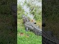 #nature #sanctuary #wildlife #magic #alligatorwalk #gator #animals #alligators #swamplife #Swamp