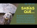 como diferenciar tortugas acuáticas y terrestre rápido y fácil