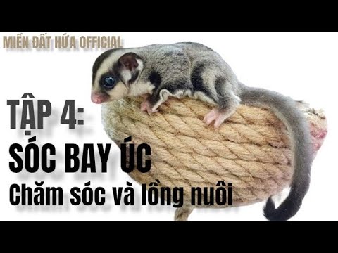 HƯỚNG DẪN CHĂM SÓC BÉ SÓC BAY ÚC | TẬP 4 | HỆ THỐNG PET SHOP MIỀN ĐẤT HỨA CHI NHÁNH QUẬN PHÚ NHUẬN