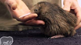 Kiwi Bebe Blanc Youtube
