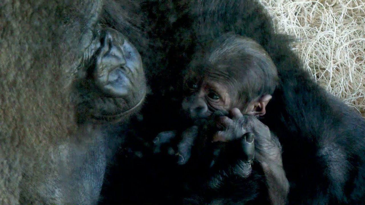 Critically Endangered Gorilla Infant Born at Jacksonville Zoo and