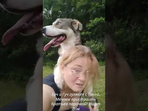 возьми собаку из приюта, не покупай - спаси ей жизнь. Adopt a dog from a shelter in Tula, Russia .