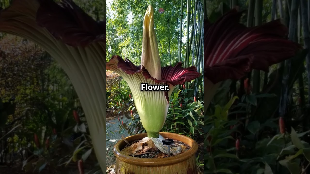 Exotic flowers within nature🌺 