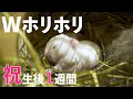生後１週間！赤ちゃんうさぎがダブルホリホリ！【Rabbit】【子ウサギ】#55