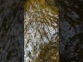 Sliding Stream Over Stone | No Talking, Real Nature #naturalambience#focusbackground#realnature
