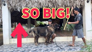 TANGKAD SAGAD by Supero Dog Farm 2,255 views 11 days ago 6 minutes, 45 seconds