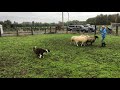 Mighty first herding oct 17 2022 - real time, no music