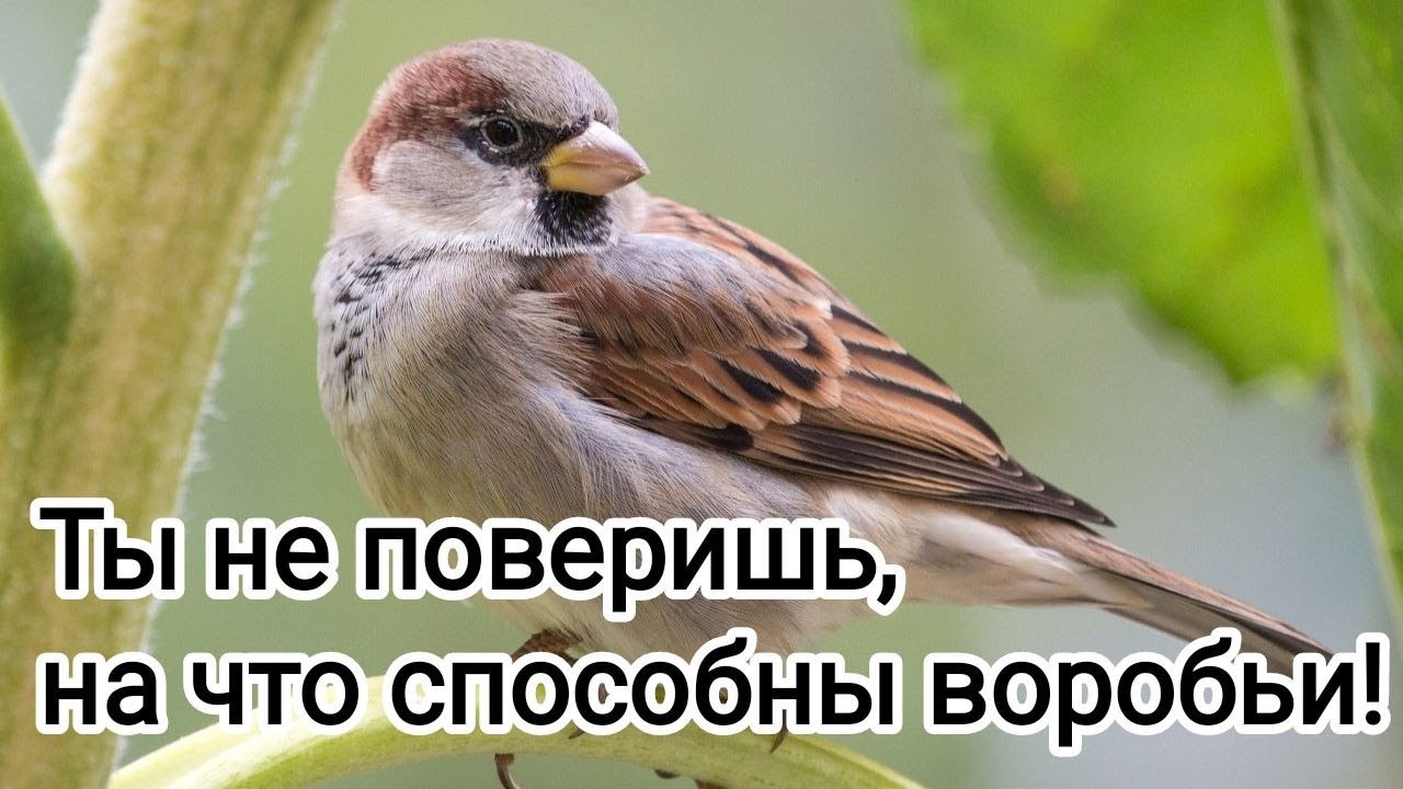 🔥ШОКИРУЮЩИЕ ФАКТЫ О ВОРОБЬЯХ, КОТОРЫЕ ВЗОРВУТ ВАШ МОЗГ! 🐦