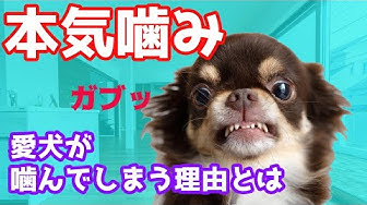 噛む Youtube