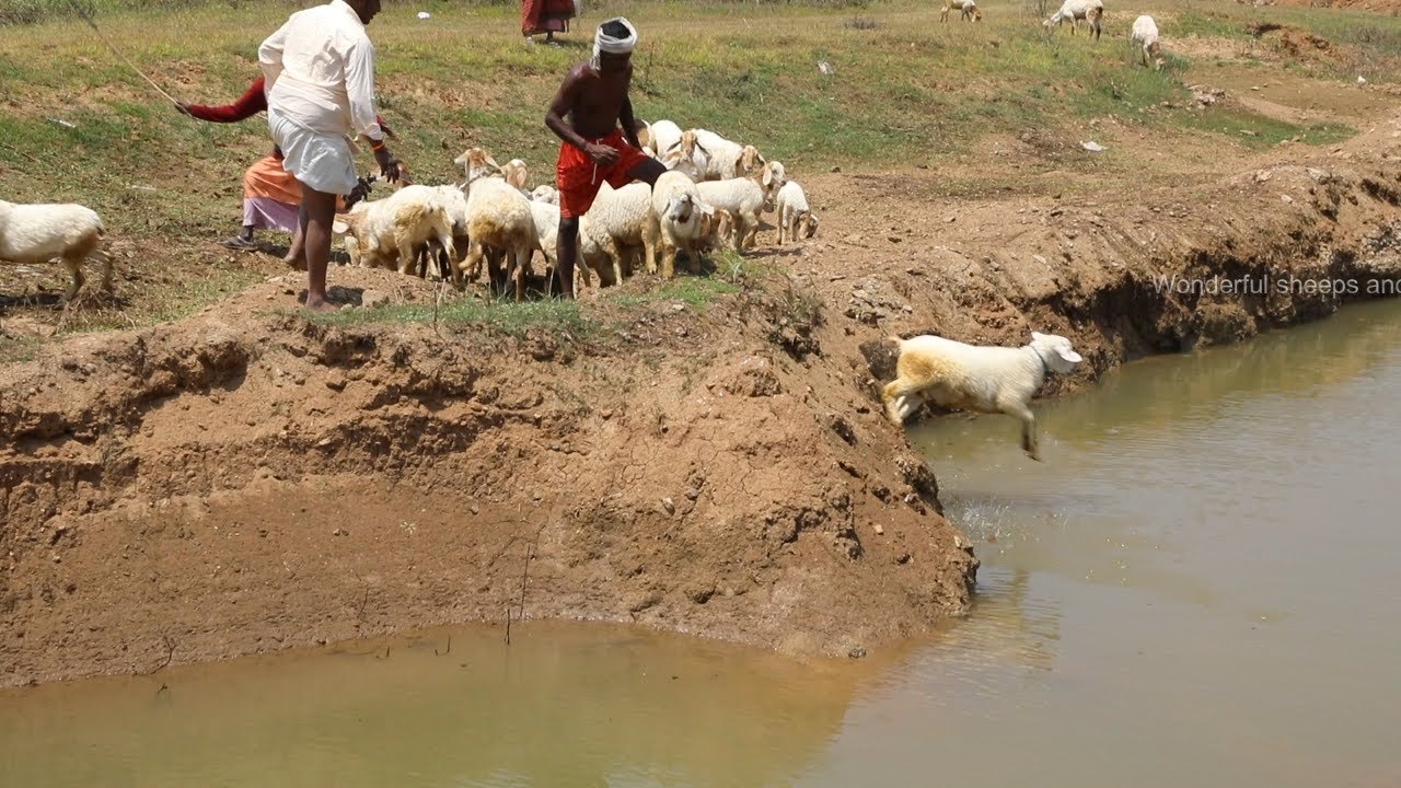 Sheep's swimming Practice, Jumping and lake crossing