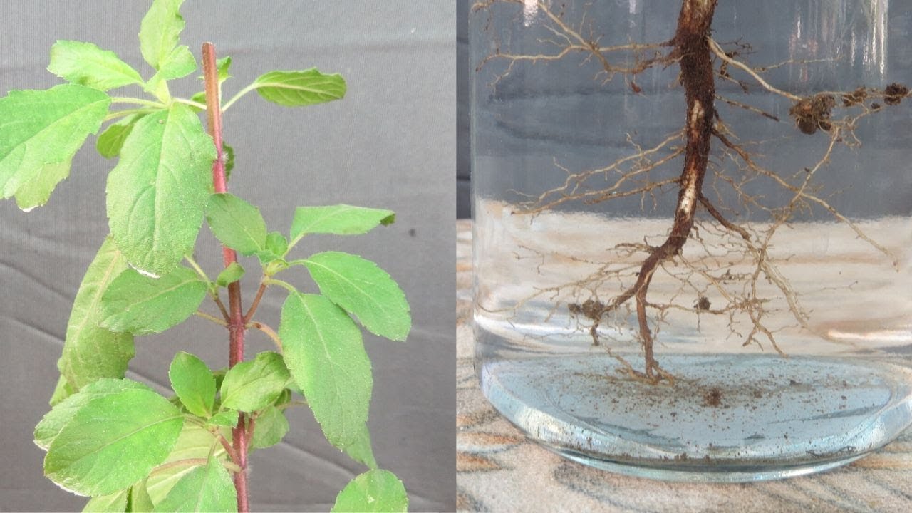 Tulsi (Holy Basil) in Water/ Yes You Can तुलसी को पानी में लगायें - YouTube