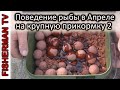 Поведение рыбы в Апреле на крупную прикормку 2