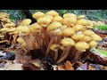 Mushroom Identification and Characteristics
