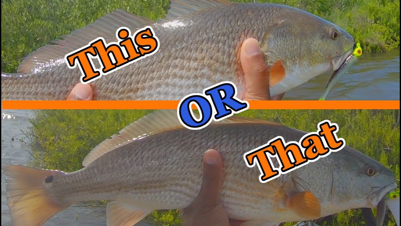 Which Redfish Should You Keep When Your Slot Limit is One? YouTube
