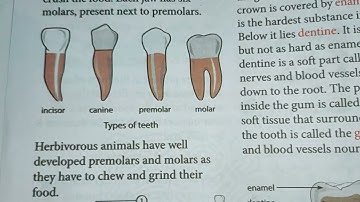 Class-4 | Learning Science Lesson-3 Teeth and Microbes | Part-2 | Types of Teeth