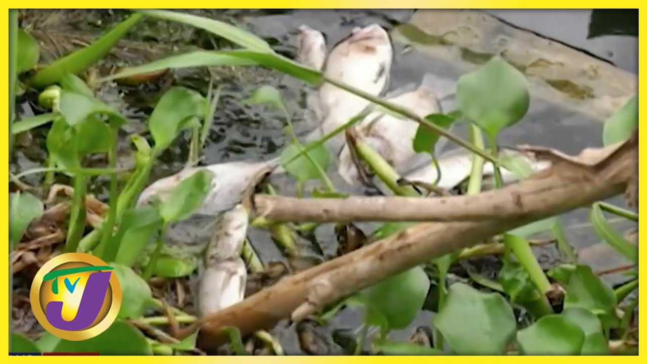 Another Fish Kill in St. Catherine - Fishers Livelihood in Limbo | TVJ News