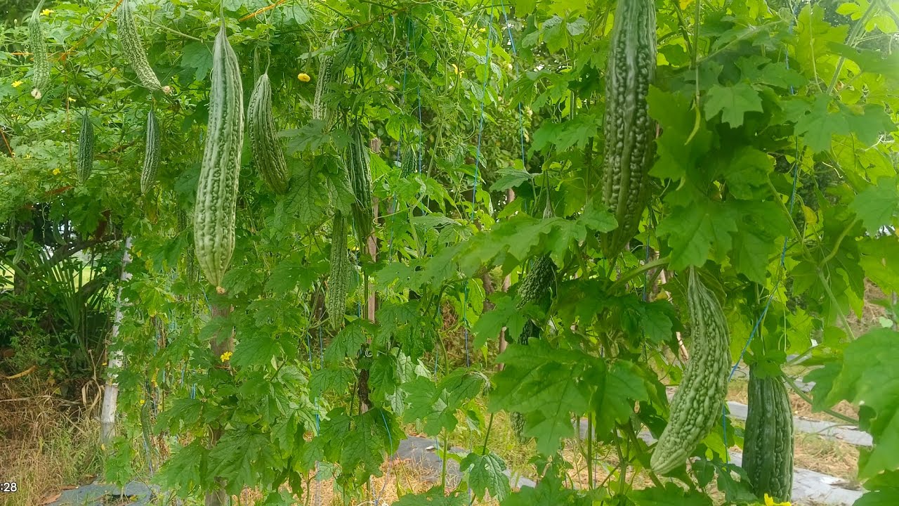 FUNGICIDE / INSECTICIDE / FOLIAR na ginagamit ko sa aking ampalaya