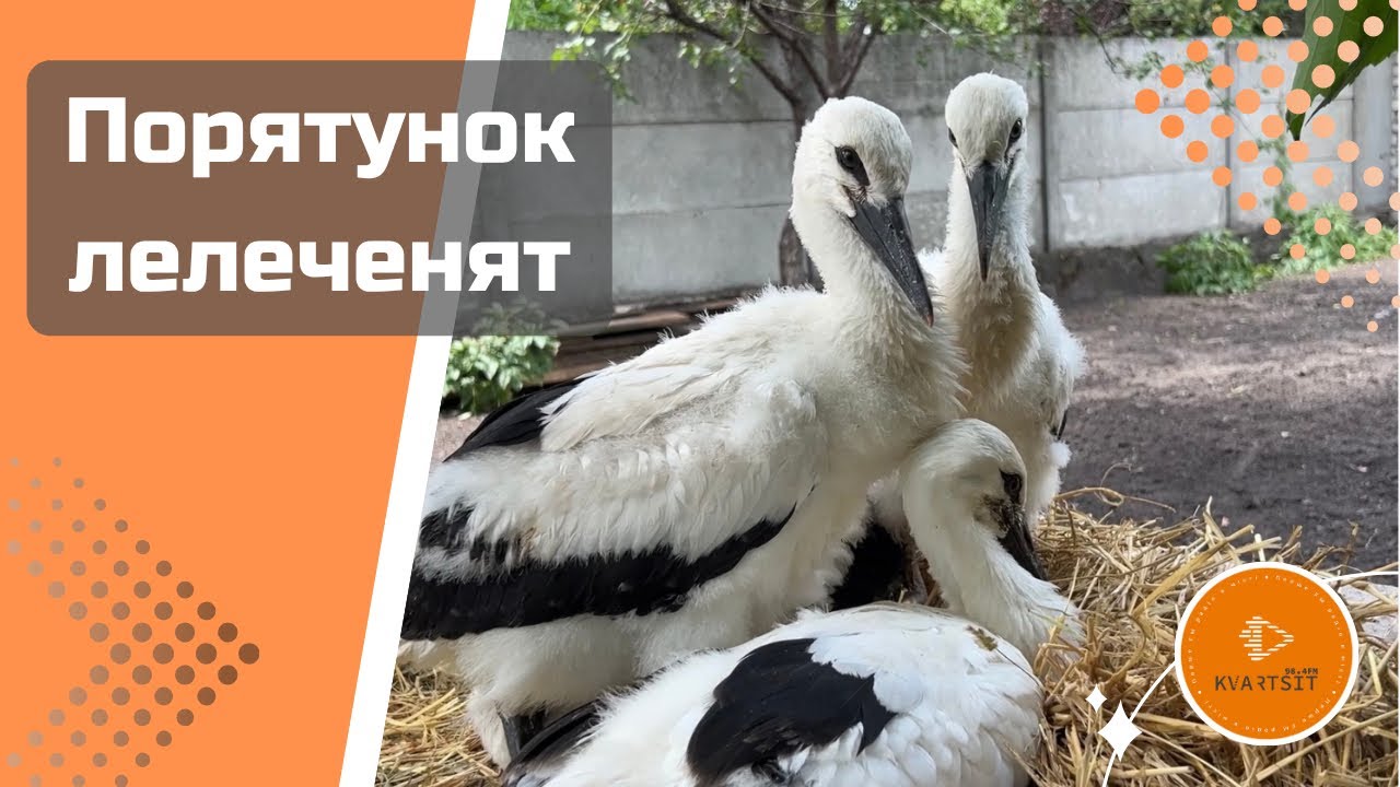 Артур Шабліян розповів про порятунок лелеченят у   Горішніх Плавнях