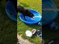 A dog that loves water