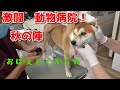 【京の柴犬】てんちゃんの激闘! 動物病院 秋の陣🔥 太郎の犬モノガタリ#261