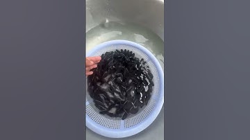 Cá lăng giống. Cá lăng đuôi đỏ giống #cá_giống #trại_cá_giống_út_me 0909770509