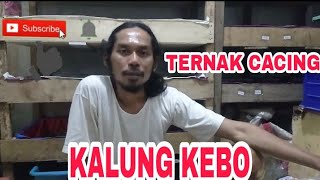 TERNAK CACING KALUNG KEBO