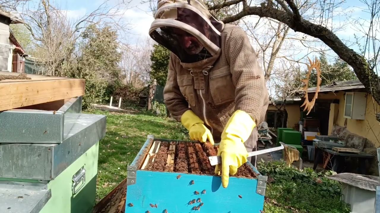 Apicoltura 2026 Controllo dopo asportazione di covata.