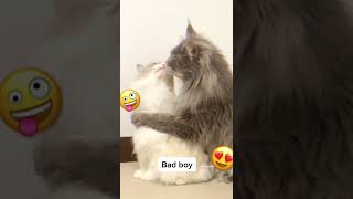 Bad cat 😍 #shorts
