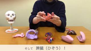 週刊「おしえて！おしゃべりガイコツ」組み立てムービー - YouTube