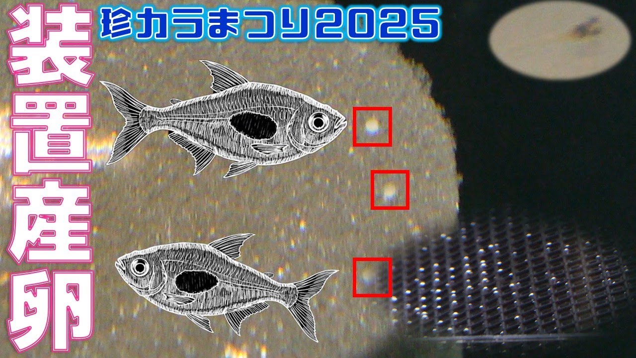 産卵】ついに、産卵装置の中で卵を産んでくれました！卵は意外と目視