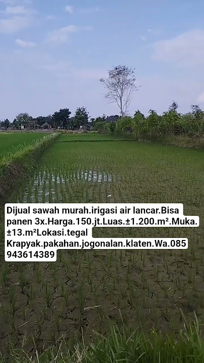 cheap rice fields for sale. 150 million. Area. ±1,200. front. ±13. m². Location. Pakahan. Jogonal...