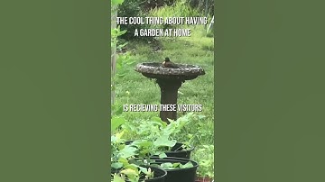 Why Every Garden Needs a Birdbath!