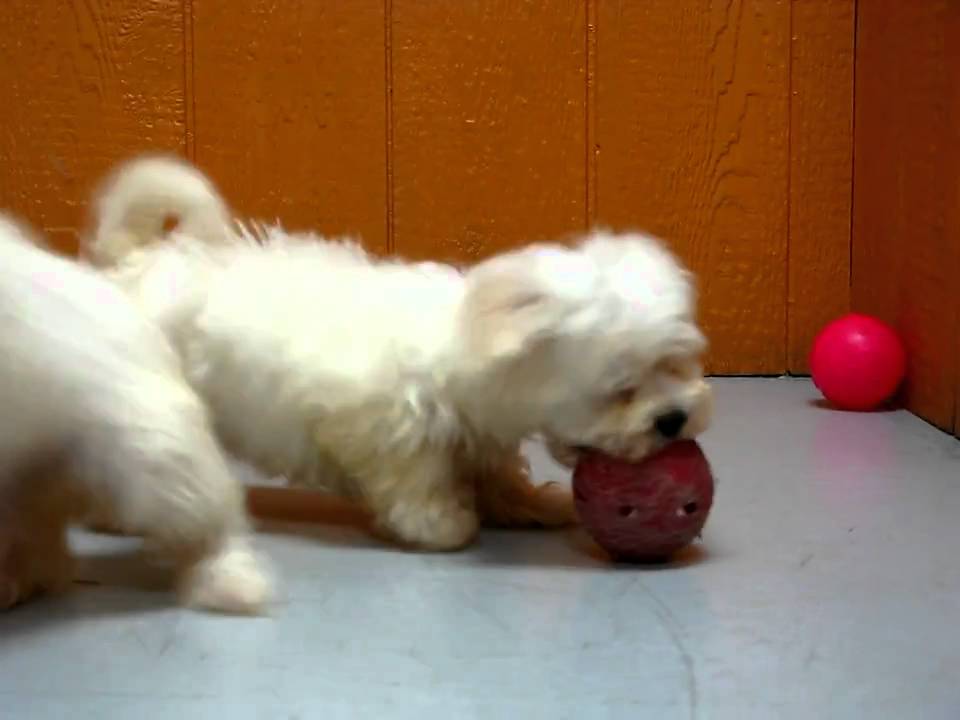 55+ Maltese Puppies For Sale In California