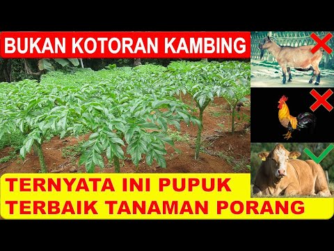 Video: Peningkatan Kadar MRNA GDF9 Dan BMP15 Dalam Sel Kumulus Granulosa Berkorelasi Dengan Pematangan Oosit, Pemupukan, Dan Kualitas Embrio Pada Manusia