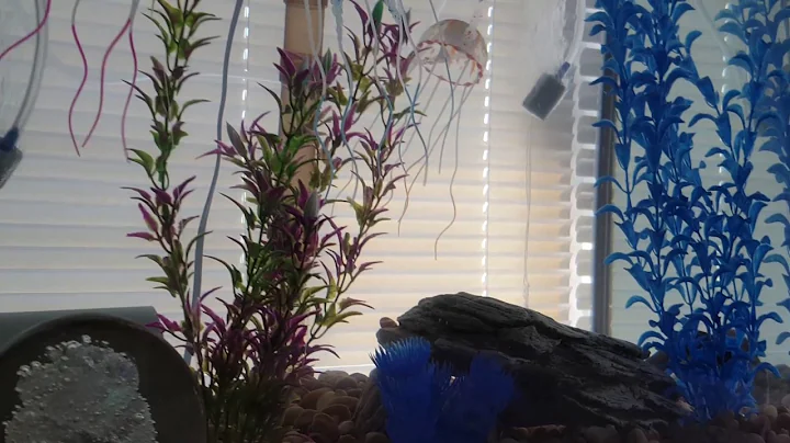 Firebelly eel