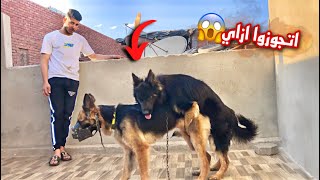 جوزت لاكي وبلاكي تاني مرة جواز الكلاب الجيرمن😱🔥🐶