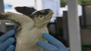 CNN: Gulf Coast turtles get cleaned