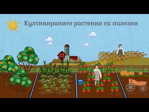 Животът в равнините и низините - Човекът и природата 4 клас | academico