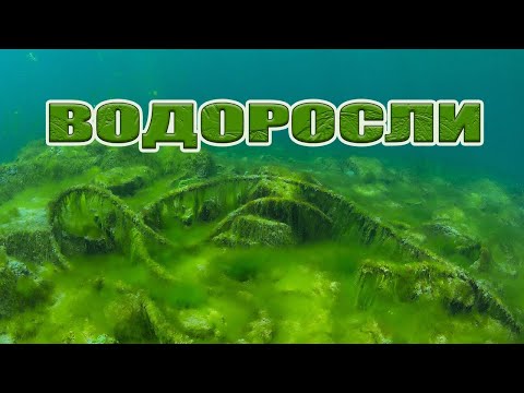 Видео: Как да готвя пресни водорасли