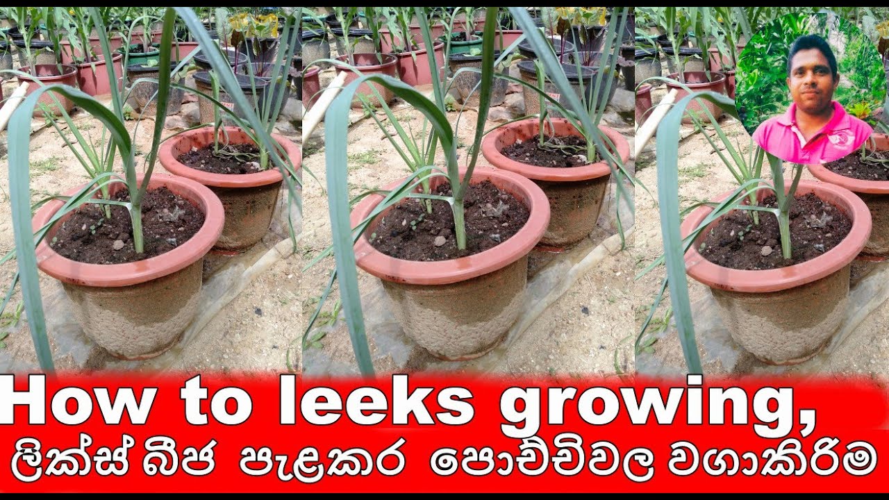 ලීක්ස් වගාව පොච්චිවල බීජ පැළකරන තැන සිට අස්වැන්න නෙලනතෙක් .how to grow leeks"ගෙවතු වගාව ,wagawa