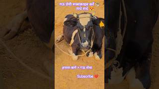Aapke pass reel aayi h 😍✨#radheradhe #cow #gaumata #gaay