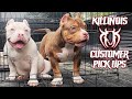 AMERICAN BULLY CUSTOMER PICK UPS FROM THE WORLD FAMOUS KILLINOIS KENNELS