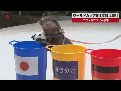【速報】ワールドカップ日本初戦は勝利   コツメカワウソのたいようくんが予想
