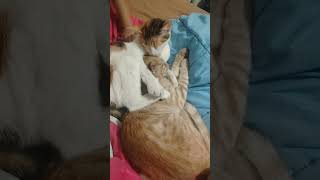 Enseña A Los Niños A Querer Los Animales Y El Mundo Será Más Bonito